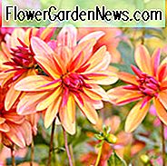 Dahlia 'Jescot Julie', 'Jescot Julie' Dahlia, Orchid Dahlias, Miscellaneous Dahlias, Orange Dahlias, Double Dahlias, Dahlia Tubers, Dahlia Bulbs, Dahlia Flower, Dahlia Flowers, summer bulbs