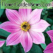 Dahlia Magenta Star, Magenta Star Dahlia, Single Dahlias, AGM Dahlia, Pink Dahlia's, Dahlia met donker blad, dwerggroene dahlia's, Dahliaknollen, Dahlia Bulbs, Dahlia Flower, Dahlia Flowers, summer bulbs