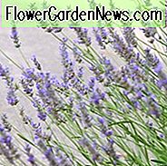 Lavandula x Intermedia Grosso, Lavendel 'Grosso', Lavandin 'Grosso', Fat Spike Lavendel 'Grosso', Purpurblüten, Trockentolerante Pflanze, Sommerblüten, Deer resistente Pflanzen, duftende Blüten