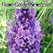 Lavandula x Intermedia Hidcote Giant, Lavendel 'Hidcote Giant', Lavandin 'Hidcote Giant', Fat Spike Lavendel 'Hidcote Giant', Lila Blüten, Trockentolerante Pflanze, Sommerblüten, Deer resistente Pflanzen, duftende Blüten