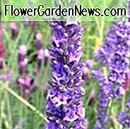 Lavandula x Intermedia Impress Lila, Lavendel 'Beeindrucken Lila', Lavandin 'Beeindrucken Lila', Fat Spike Lavendel 'Beeindrucken Lila', Lila Blüten, Dürre tolerante Pflanze, Sommerblüten, Deer resistente Pflanzen, duftende Blüten