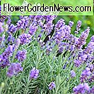 Lavandula x Intermedia Phänomenal, Lavendel 'Phänomenal', Lavandin 'Phänomenal', Lavandula x Intermedia 'Niko', Lavendel 'Niko', Lavandin 'Niko', Purpurblüten, Trockentoleranz Pflanze, Sommerblüten, Deer resistente Pflanzen, duftende Blumen