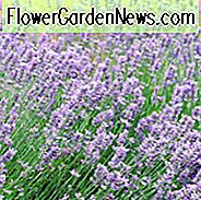 Lavandula x Intermedia Seal, Lavendel 'Seal', Lavandin 'Seal', Fat Spike Lavendel 'Seal', lila Blüten, Trockenheit tolerante Pflanze, Sommerblüten, Deer resistente Pflanzen, duftende Blüten