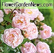 Rose 'Die Dame des Sees', Rosa 'Die Dame des Sees', Rambler Roses, Englische Rosen, David Austin Roses, Kletterrosen, Rambler Roses