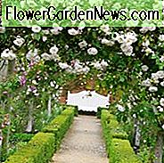 Rose 'Adelaide d'Orleans', Rosa 'Adelaide d'Orleans', Rambler Rose 'Adelaide d'Orleans', Rambler Roses, Hybrid Sempervirens Rosen, Kletterrosen, rosa Rosen, weiße Rosen, Rosensträucher, Gartenrosen