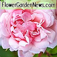 Rose Albertine, Rosa Albertine, Rambling Rose Albertine, Rambler Roses, Kletterrosen, rosa Rosen, sehr duftende Rosen, Strauchrosen, rosa Rosen, Rosensträucher, Gartenrosen