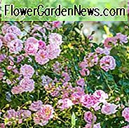 Rose 'Debutante', Rosa 'Debutante', Rosa 'Muttertag Rose', Rambler Rosen, Hybrid Wichurana Rosen, Kletterrosen, Rosa Rosen, duftende Rosen