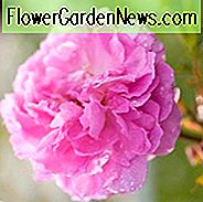 Rose 'Dorothy Perkins', 'Dorothy Perkins', Rosa 'Dorothy Perkins', Kletterrose 'Dorothy Perkins', Kletterrose 'Dorothy Perkins', Kletterrosen, Rambler-Rosen, Floribunda-Rosen, Wichurana-Rosen, rosa Rosen, duftende Rosen
