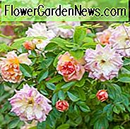 Rosa François Juranville, Rose Francois Juranville, Rosa 'François Juranville', Rambler Roses, Hybride Wichurana Rosen, Agm Rosen, Duftende Rosen, Strauchrosen, Rosen, Kletterrosen, duftende Rosen