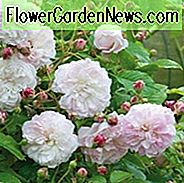 Rose 'Princesse Louise', 'Princesse Louise', Rosa 'Princesse Louise', Kletterrose 'Princesse Louise', Kletterrose 'Princess Louise', Kletterrosen, Rambler Roses, Weiße Rosen, Rosa Rosen, duftende Rosen, Hybrid Sempervirens Roses