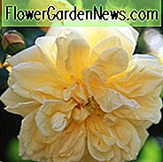 Rose 'Pauls Himalaya-Moschus', Rosa 'Pauls Himalaya-Moschus', Kletterrose 'Pauls Himalaya-Moschus', Rambler Rose 'Pauls Himalaya-Moschus', Kletterrosen, rosa Rosen, Rosensträucher, Gartenrosen