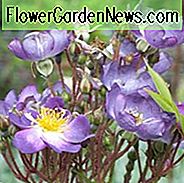 Rose 'Veilchenblau', Rosa 'Veilchenblau', Rambler Rose 'Veilchenblau', Rosa 'Blau Violett', Rosa 'Blau Rambler', Rosa 'Blau Rosalie', Rosa 'Violett Blau', Hybrid Multiflora Rosen, Polyantha Rosen, Kletterrosen, Purpurrote Rosen, Rosenbüsche, Garten-Rosen