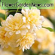 Rosa banksiae 'Lutea', Rose von Lady Banks, Gelbe Banksian Rose, Gelbe Banksia Rose, Doppelte Gelbe Banksia Rose, Rambler Roses, Kletterrosen, Gelbe Rosen, Strauchrosen, Rosensträucher, Gartenrosen