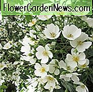 Rose filipes 'Kiftsgate', Rosa filipes 'Kiftsgate', Rosa 'Kiftsgate', Rambler Roses, Kletterrosen, Weiße Rosen, Rosensträucher, Gartenrosen