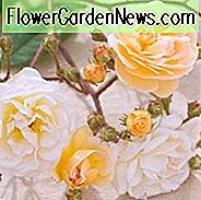 Rose 'Ghislaine de Feligonde', Rosa 'Ghislaine de Feligonde', Rambler Rosen, Hybrid Multiflora Rosen, Hybrid Moschus Rosen, duftende Rosen, gelbe Rosen, Kletterrosen