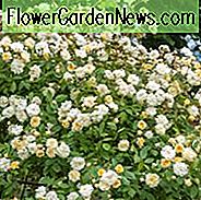 Rose Malvern Hills, Rosa Malvern Hills, Rambler Rosen, Englische Rosen, David Austin Rosen, Kletterrosen, Rambler Rosen, Gelbe Rosen, Duftende Rosen