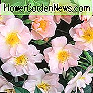 Rosa 'Offene Arme', Rosa 'Chewpixcel', Rose 'Chewpixcel', Rambler Rosen, Polyantha Rosen, duftende Rosen, rosa Rosen, Kletterrosen