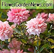 Rose 'Paul Noel', Rosa 'Paul Noel', Rose Paul Transon, Rosa Paul Transon, Hybride Wichurana Rosen, Großblütige Kletterrosen, Rambler Rosen, Englische Rosen, Rosa Rosen, Kletterrosen, sehr duftende Rosen, Lieblingsrosen, Jahreshauptversammlung Rosen