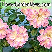 Rosa Phyllis Bide, Rosa 'Phyllis Bide', Rambler Rosen, Polyantha Rosen, Agm Rosen, Duftende Rosen, Strauchrosen, gelbe Rosen, rosa Rosen, Kletterrosen, duftende Rosen