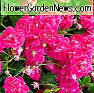 Rosa Super Excelsa, Rosen Super Excelsa, Rose 'Helexa', Rosen Rambler, duftende Rosen, Strauchrosen, rosa Rosen, Kletterrosen, duftende Rosen