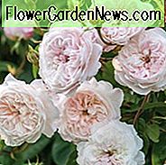 Rose 'The Albrighton Rambler', Rosa 'The Albrighton Rambler', Rambler Roses, Englische Rosen, David Austin Rosen, Kletterrosen, Rambler Roses, weiße Rosen, rosa Rosen