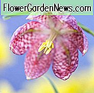 Fritillaria Meleagris, Schlangenkopf Fritillary, Guinea-Henne-Blume, Frühlings-Blüte, mittlere Frühlingsblüte, Spätfrühlingsblüte