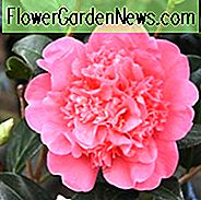 Camellia x Williamsii 'Anticipation', Camellia 'Anticipation', 'Anticipation' Camellia, Fall Blooming Camellias, Winter Blooming Camellias, ForĂĄr Blooming Camellias, Tidlige til sene Camellias, Pink blomster, Pink Camellias