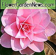 Camellia 'Betty Ridley', 'Betty Ridley' Camellia, Fall Blooming Camellias, Winter Blooming Camellias, Forår Blooming Camellias, Tidlig til Sæsonen Camellia, Pink Camellia, Pink Flowers