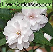 Camellia 'Cinnamon Cindy', 'Cinnamon Cindy' Camellia, Vinterblomstrende Camellias, ForĂĄrsbloemkamelier, Duftende Kameliaer, Tidlige til Sene Kameraer, Hvide Blomster, Hvide Kamelier