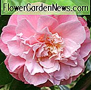 Camellia Japonica 'Annie Wylam', Camellia 'Annie Wylam', 'Annie Wylam' Camellia, Vinterblomstrende Camellias, ForĂĄr Blooming Camellias, Fall Blooming Camellias, Camillaer fra tidlig til sene Camellias, Pink Camellias, Pink Flowers