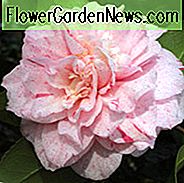 Camellia Japonica 'Carter's Sunburnt', Camellia 'Carter's Sunburnt', 'Carter's Sunburnt' Camellia, Camellia 'Carter's Sunburnt Regular', Fall Blooming Camellias, Winter Blooming Camellias, ForĂĄr Blooming Camellias, Tidlige til sene Camellias, Pink Flowers, Pink Camellias