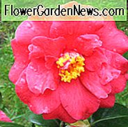 Camellia Japonica 'Don Mac', Camellia 'Don Mac', 'Don Mac' Camellia, Fall Blooming Camellias, Winter Blooming Camellias, Forår Blooming Camellias, Tidlig til sene Camellias, Røde Camellia, Rød Blomst