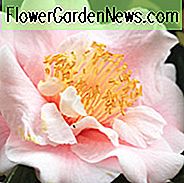 Camellia Japonica 'Moonlight Bay', Camellia 'Moonlight Bay', 'Moonlight Bay' Camellia, Fall Blooming Camellias, Winter Blooming Camellias, ForĂĄr Blooming Camellias, Tidlige til sene Camellias, Pink Camellia, Pink Flower
