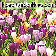 Krokus, Krokodil Krokus, Krokus Vernus, Krokus Pickwick, Krokus Erinnerung, Krokus Jeanne d'Arc, Krokus Blumenrekord, Crocus Grand Maitre, Frühling Krokus