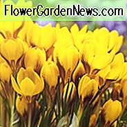 Krokus Chrysanthus 'Goldlöckchen', Krokus 'Goldlöckchen', Schneekrokus 'Goldlöckchen', Schneekrokus, botanischer Krokus, Frühlingszwiebeln, Frühlingsblumen, Vorfrühlingszwiebel, gelber Krokus