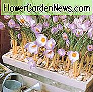 Crocus Sieberi Teilsp. Atticus 'Firefly', Krokus 'Firefly', Siebers Crocus, Schneekrokus, Frühlingszwiebeln, Frühlingsblumen, Vorfrühlingszwiebel, blühende Birne des späten Winters