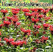 Monarda 'Jacob Cline', Bee Balm 'Jacob Cline', Bergamot 'Jacob Cline', rode Monarda, rode bijenbalsem, rode bloemen