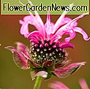 Monarda 'Marshall's Delight', Bijenbalsem 'Marshall's Delight', Bergamot 'Marshall's Delight', roze Monarda, roze bijenbalsem, roze bloemen