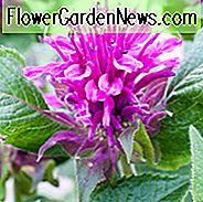 Monarda 'Purple Lace', Bee Balm 'Purple Lace', Bergamot 'Purple Lace', paarse Monarda, paarse beeblam, paarse bloemen