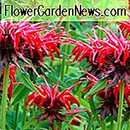 Monarda 'Squaw', Beebalm 'Squaw', Bergamot 'Squaw', rode Monarda, rode beebalm, rode bloemen