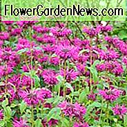Monarda 'Vintage Wine', Bee Balm 'Vintage Wine', Bergamot 'Vintage Wine', purple Monarda, purple Bee Balm, purple flowers