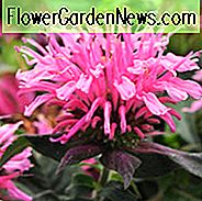 Monarda 'Balmy Pink', Bee Balm 'Balmy Pink', Bergamot 'Balmy Pink', Pink Monarda, Pink Bee Balm, Pink Flowers