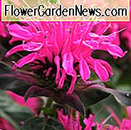 Monarda 'Balmy Rose', Bee Balm 'Balmy Rose', Bergamot 'Balmy Rose', Pink Monarda, Pink Bee Balm, Pink Flowers