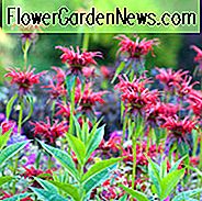 Monarda 'Cambridge Scarlet', Bee Balm 'Cambridge Scarlet', Bergamot 'Cambridge Scarlet', rode Monarda, rode bijenbalsem, rode bloemen, Monarda didyma 'Cambridge Scarlet'