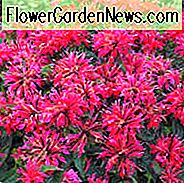 Monarda 'Cherry Pops', Bee Balm 'Cherry Pops', Bergamot 'Cherry Pops', rode Monarda, rode beebalm, rode bloemen