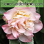 Camellia Japonica 'Ballet Dancer', Kamelie 'Ballet Dancer', 'Ballet Dancer' Kamelie, Camellia 'Balei Yanyuan', Herbst blühende Kamelien, Winter blühende Kamelien, Frühling blühende Kamelien, frühe bis späte Jahreszeit Kamelien, rosa Blüten, rosa Kamelien