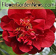 Camellia Japonica 'Bob Hope', Kamelie 'Bob Hope', 'Bob Hope' Kamelie, Kamelie 'Hebe', winterblühende Kamelien, blühende Kamelien, mittlere Kamelien, rote Blumen, rote Kamelien