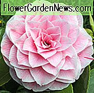 Camellia Japonica 'Bonomiana', Kamelie 'Bonomiana', 'Bonomiana' Kamelie, winterblühende Kamelien, blühende Kamelien, Kamelien der mittleren Jahreszeit, rosa Blumen, rosa Kamelien