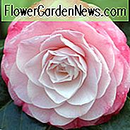 Camellia Japonica 'Desire', Kamelie 'Desire', 'Desire' Camellia, Herbst blühende Kamelien, Winter blühende Kamelien, Frühling blühende Kamelien, früh in der Mitte Saison Kamelien, rosa Kamelien, rosa Blüten