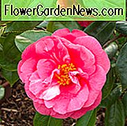 Camellia Japonica 'Drama Girl', Kamelie 'Drama Girl', 'Drama Girl' Kamelie, Winter blühende Kamelien, Frühling blühende Kamelien, Kamelien der mittleren Jahreszeit, rosa Blumen, rosa Kamelien